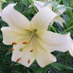 Лилия азиатская Pearl White