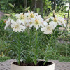 Лилия азиатская Pearl White