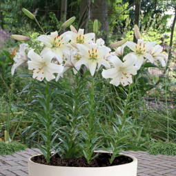 Лилия азиатская Pearl White