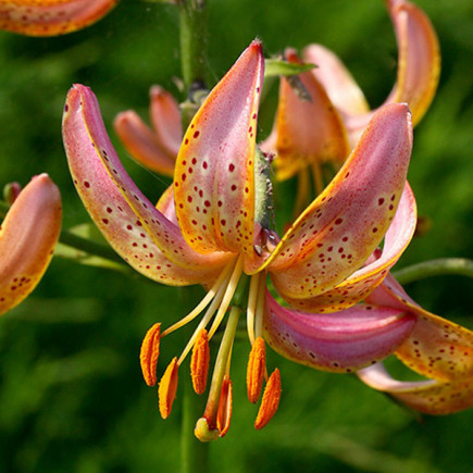 Лилия Мартагон Fairy Morning