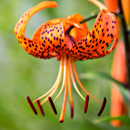 Лілія звисаюча тигрова Lancifolium Splendens