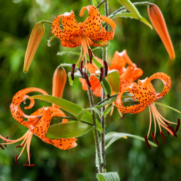 Лілія звисаюча тигрова Lancifolium Splendens