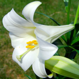 Лілія LO гібрид White Heaven
