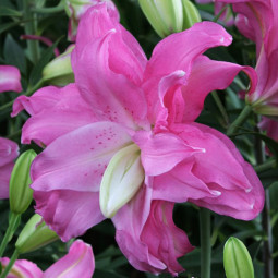 Лілія орієнтальна махрова Lotus Joy