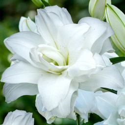 Лілія орієнтальна махрова Lotus Pure