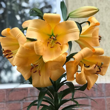 Лилия OT гибрид Morini
