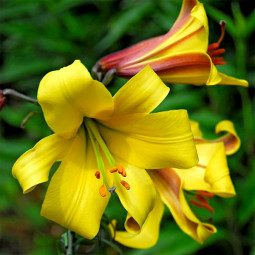 Лілія LO гібрид Golden Splendour Лілія LO гібрид Golden Splendour