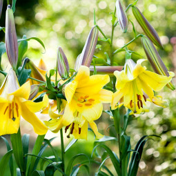 Лілія LO гібрид Golden Splendour Лілія LO гібрид Golden Splendour