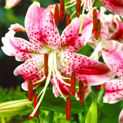 Лілія звисаюча тигрова Speciosum Var Rubrum Uchida