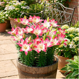 Лілія азіатська Lollypop