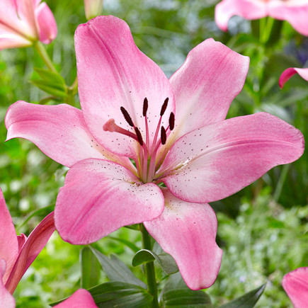 Лілія LA гібрид Palena