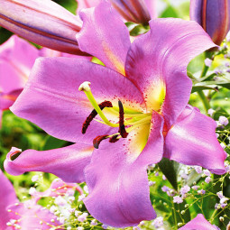 Лілія гігант Purple Lady