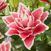 Лілії серії Roselily