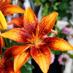 Лилия низкорослая Tiny Orange Sensation
