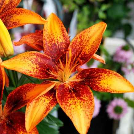 Лилия низкорослая Tiny Orange Sensation