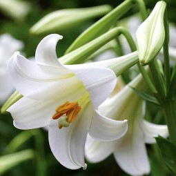 Лілія LO гібрид White Triumph