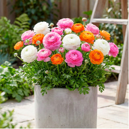 Комплект цибулин лютиків Джерело Оптимізму