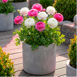 Комплект цибулин лютиків Інвестиція в радість