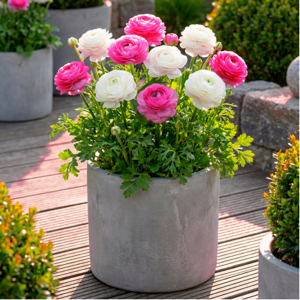 Комплект цибулин лютиків Інвестиція в радість