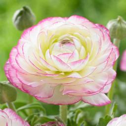 Лютик Picotee Pink