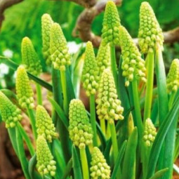 Мускарі Бельвалія Green Pearl