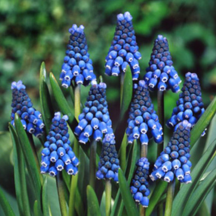 Мускарі Blue Magic