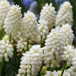 Мускарі White Beauty
