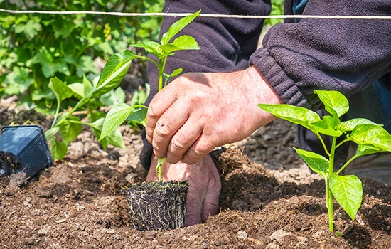 18 секретів міцної розсади перцю в домашніх умовах