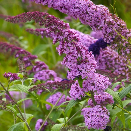 Буддлея Давида Border Beauty