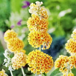 Буддлея Вейера Sungold контейнер 0.5л