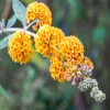 Буддлея Вейера Sungold контейнер 0.5л