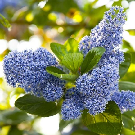 Цеанотус (Червонокорінник) Trewithen Blue