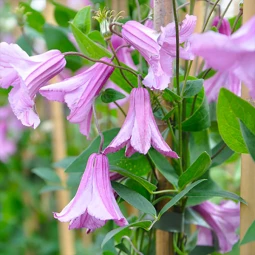 Клематис цельнолистный Alionushka