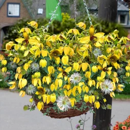 Клематис Little Lemons