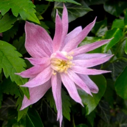 Клематис Markhams Pink