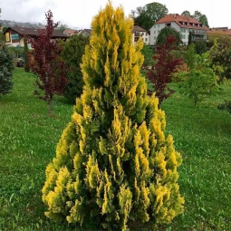 Туя Yellow Ribbon (Єллоу Ріббон) контейнер 0.5 л