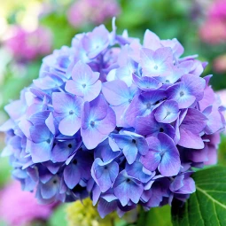 Гортензія Blauer Zwerg (контейнер 0.5 л) Гортензія Blauer Zwerg (контейнер 0.5 л)