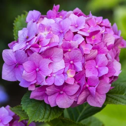 Гортензия Bouquet Rose контейнер 2.0 л