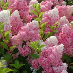 Гортензия Vanille Fraise контейнер 0.5 л Гортензия Vanille Fraise контейнер 0.5 л