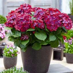 Гортензія Hot Red Purple контейнер 0.5 л