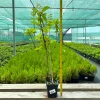 Гортензия Dharuma контейнер 0.5 л