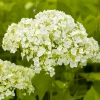 Гортензия Lime Rickey контейнер 2 л
