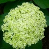 Гортензия Lime Rickey контейнер 2 л