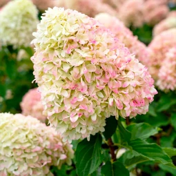 Гортензія Living Summer Love контейнер 2.0 л Гортензія Living Summer Love контейнер 2.0 л