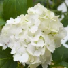 Гортензия Mme E. Mouillere (Мадам Емілі Мульє) контейнер 2.0 л