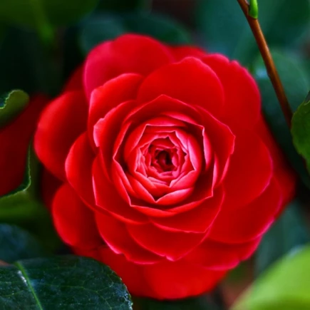 Камелія Chandlers Red