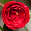 Камелія Chandlers Red