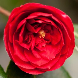 Камелія Chandlers Red