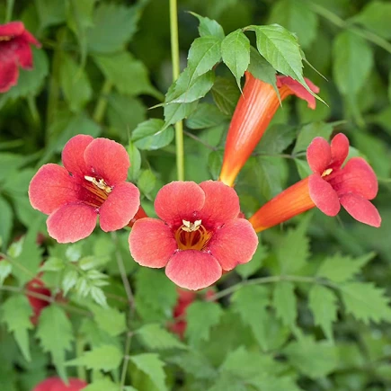 Кампсис гибридный Summer Jazz Fire Trumpet Vine