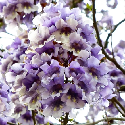 Павловнія Повстяна (Paulownia Tomentosa)